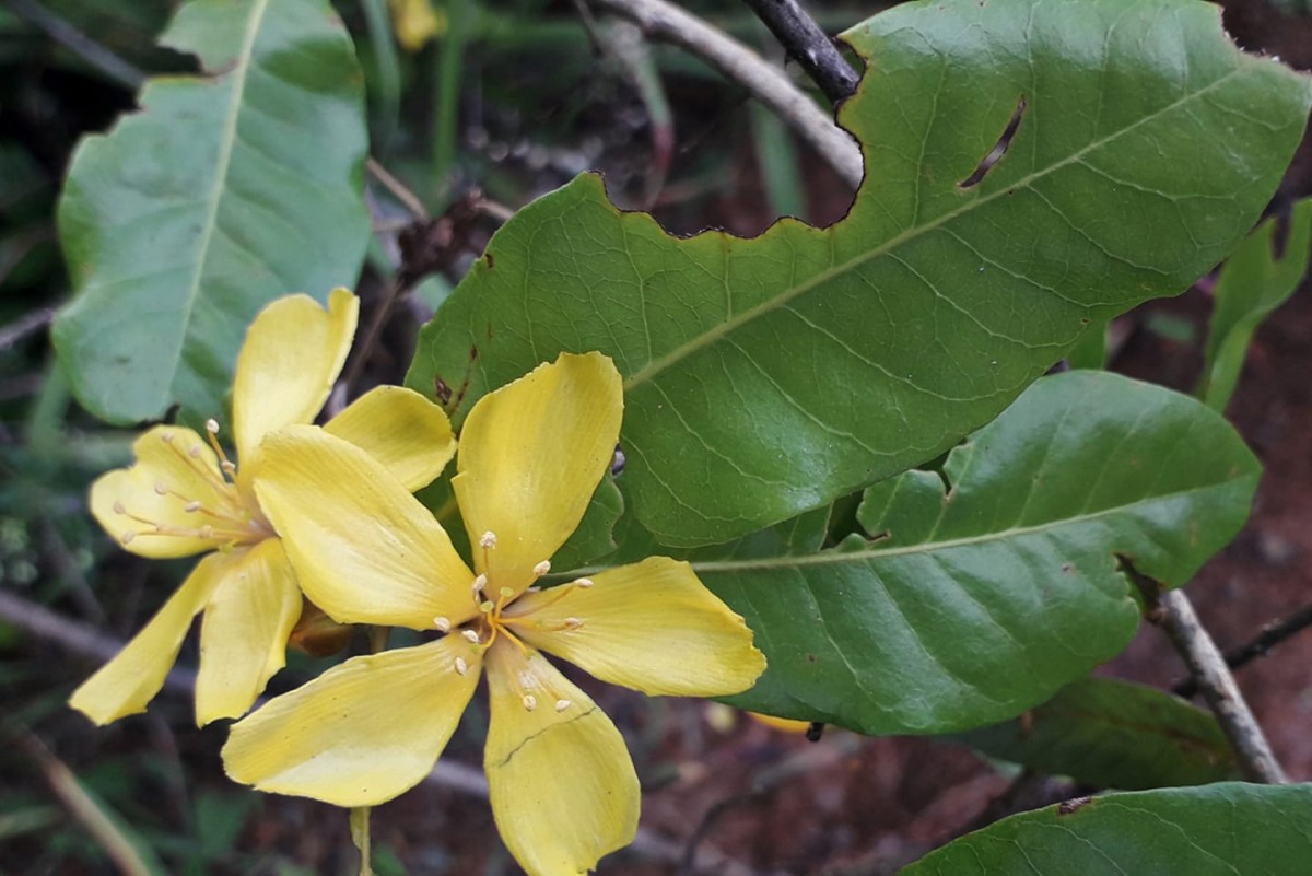 Hugonia mystax L.
